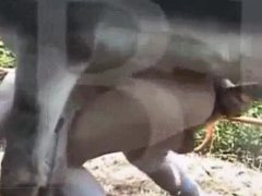 Homem gay dando a bunda para o jumento